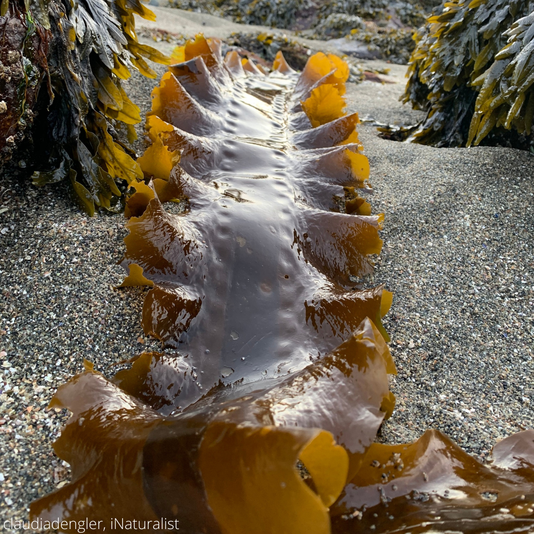 One piece of yellow-green kelp with crimped edges lying on a grey sandy beach surrounded by kelp-covered rocks