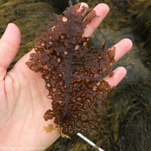 A photo of a hand holding dark yellowish-green kelp with many small holes in it