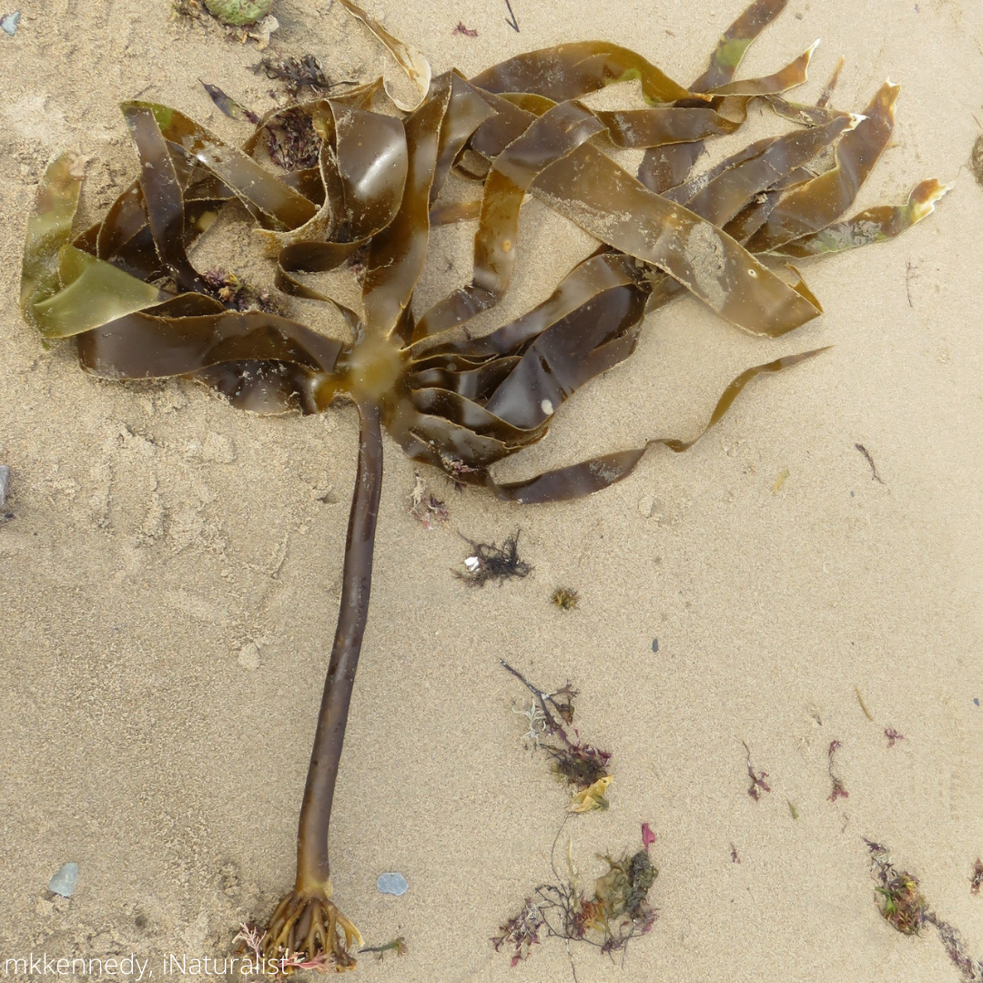Dark green kelp with one stalk that branches into many tendrils on a sandy beach